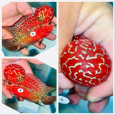 Kamfa Flowerhorn - 01